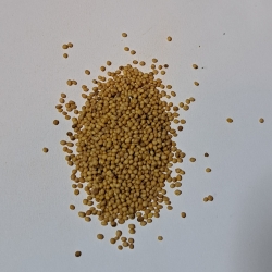 Musztardowiec Owoc gorczyca Sarebska 100 G