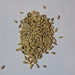 Granat Pestka 100 G