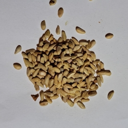 Granat Nasiona 1kg