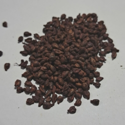 Winogrono Nasiona 100 G