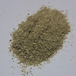 Cykoria Ziele mielone na pył 1 Kg