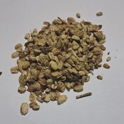 Arcydzięgiel Nasiona 100 G