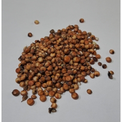 Sorgo Czerwone 1 Kg