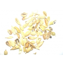 Kardamon Cały 500 G