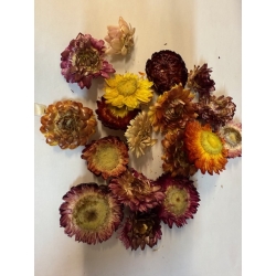 stokrotka kolorowa kwiat jadalny 1kg