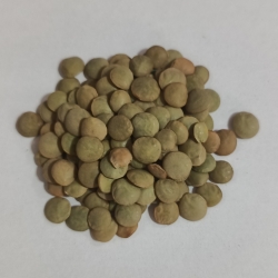 Soczewica Zielona 1 Kg