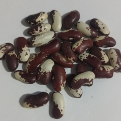 Fasola Kolorowa -orzeł 1 Kg