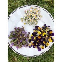 Kwiaty suszone z całego świata