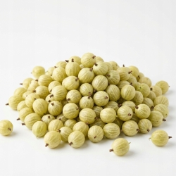 Agrest Lio. 50 G