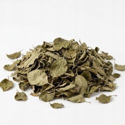 jabłoń liść 1 Kg
