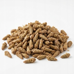 sosna pędy 1 kg