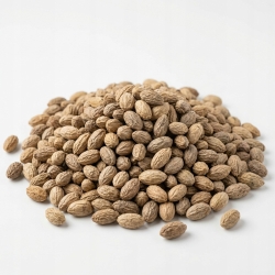 Nasiona Miodła Indyjska Neem Azadirachta Indica 1 Kg