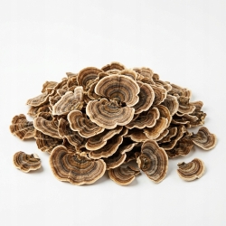 Grzyb coriolus 100 g