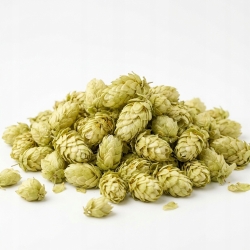 Szyszki Chmielu 100g