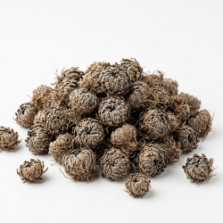 Róża Jerychońska Czyli Widliczka Łuskowata Selaginella Lepidophylla 1 Kg