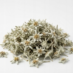 Szarotka alpejska Leontopodium alpinum 1 Kg