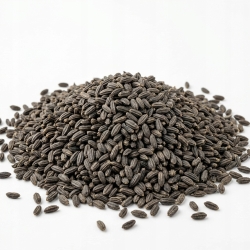 Ogórecznik Lekarski Nasiona 1 Kg