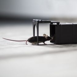Pułapka Na Myszy - Żywołapka